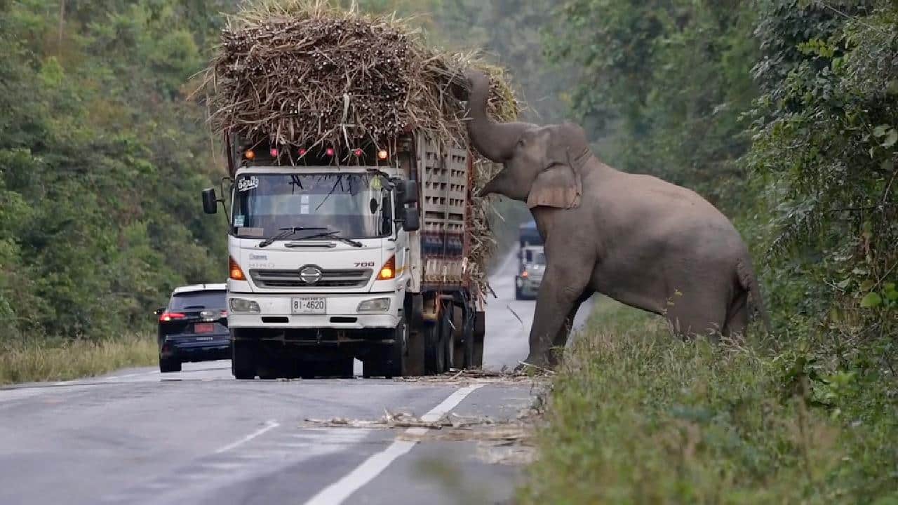 elephant steals sugarcane