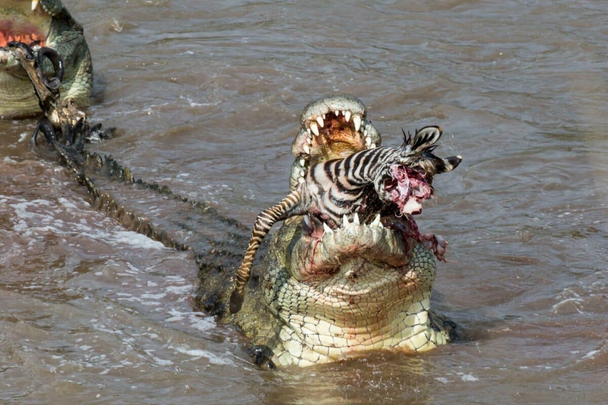 Crocodiles rip apart zebra