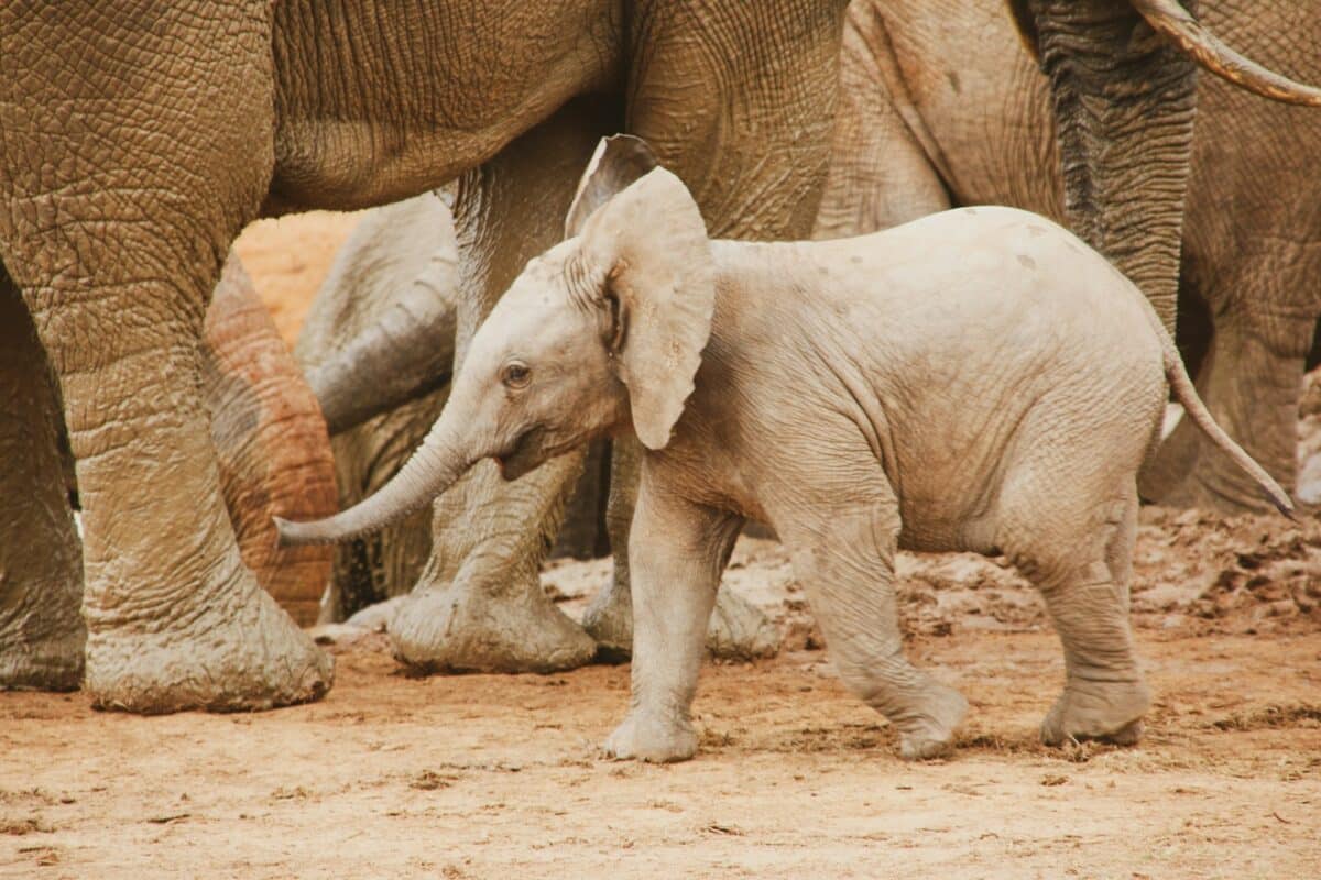 baby elephant