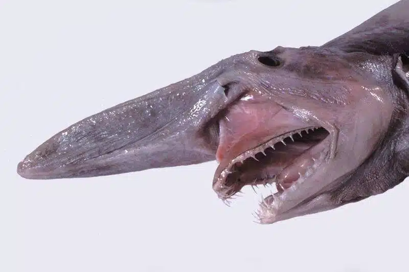 Goblin shark