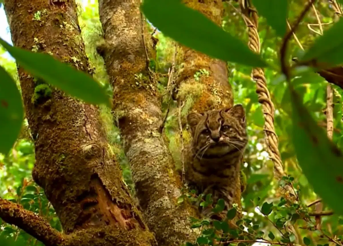 The smallest cat in South America