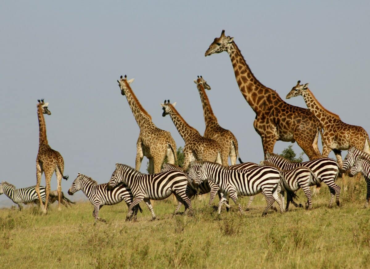 zebras and giraffes