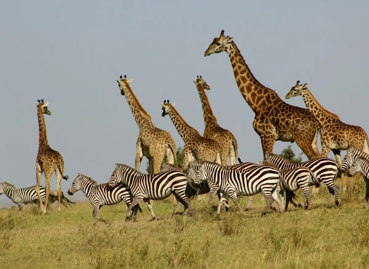 zebras and giraffes