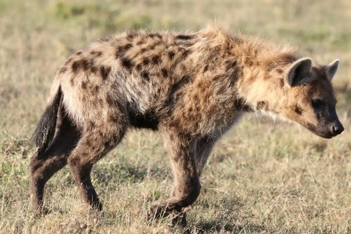 hyena