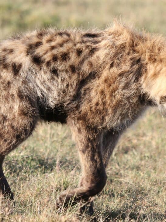 How Aggressive Are Hyenas?