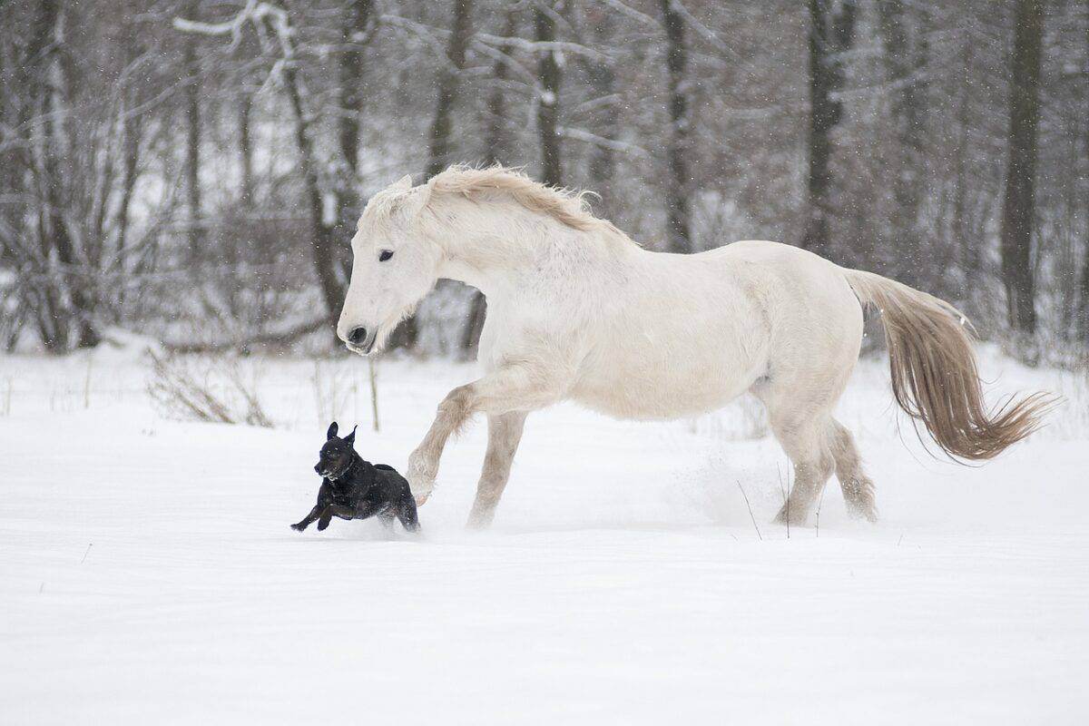 horse and corgi