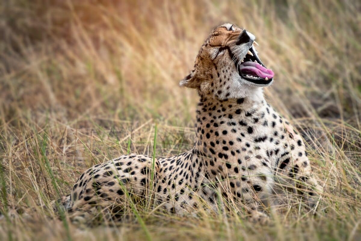 cheetah yawning 