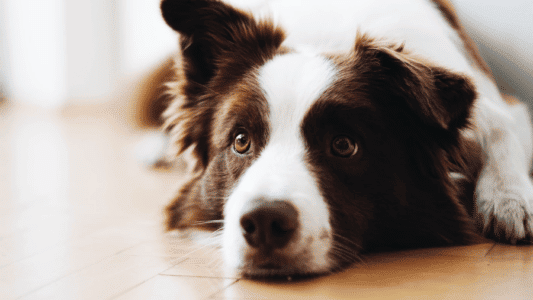10 Breeds That Will Never Leave Your Side
