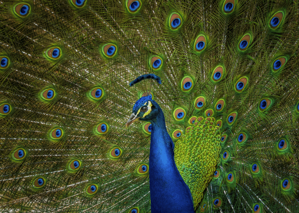 peacock