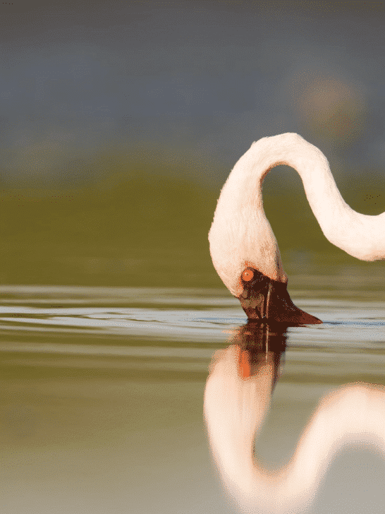 Discover The Largest Flamingo Colony
