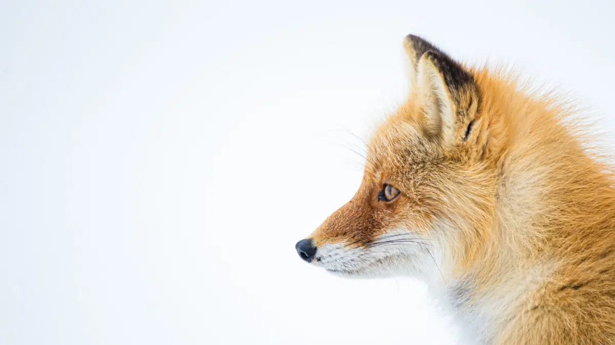 red fox