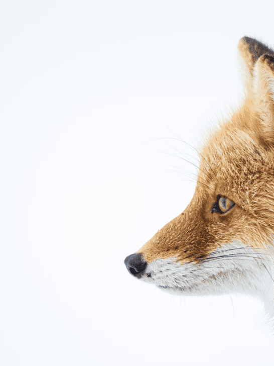 Meet The Largest Fox Species