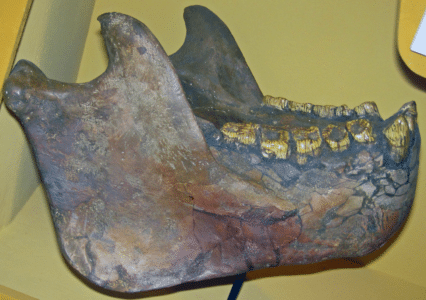 The Extinct Giant Orangutan, Gigantopithecus, That Roamed Asia