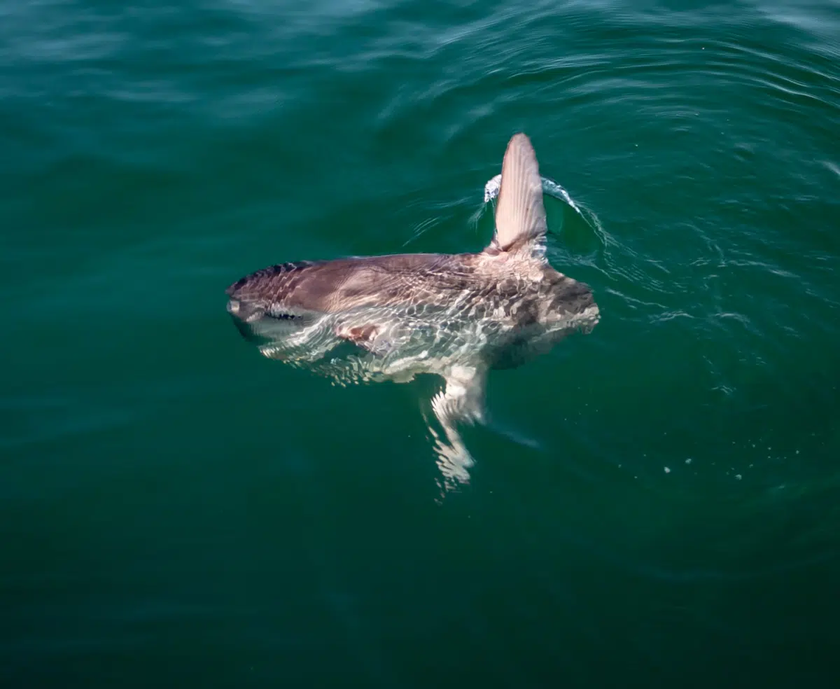 Largest Sunfish