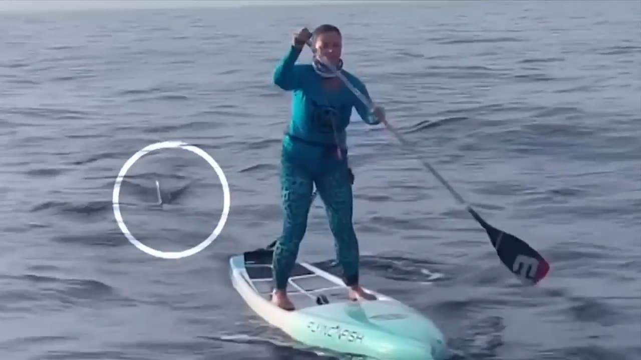 Paddle Boarder Stalked by Shark