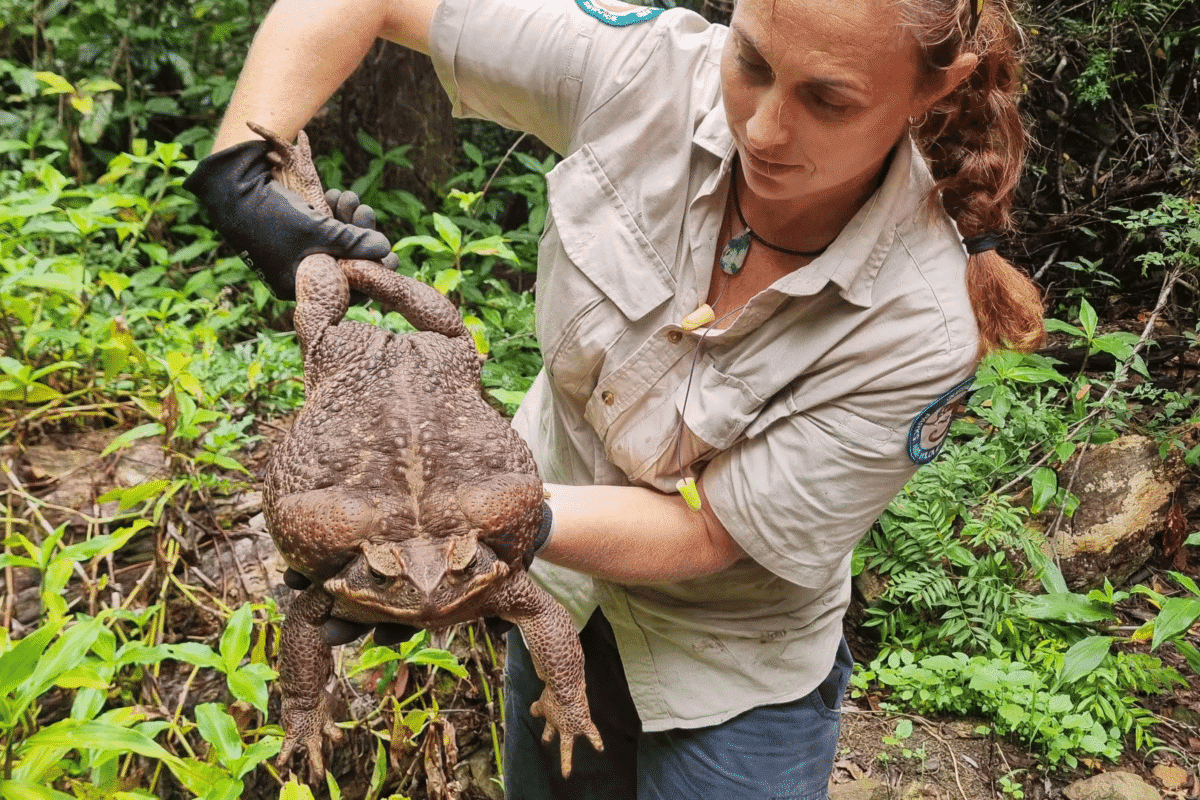 largest toad