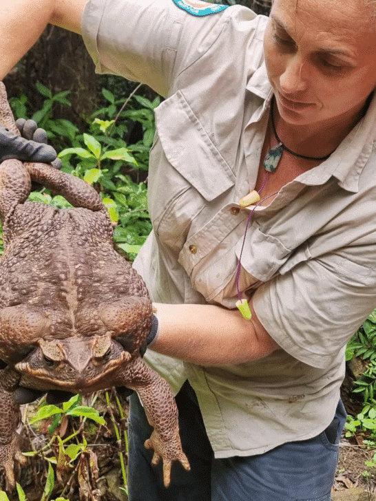 Largest Toad Discovered