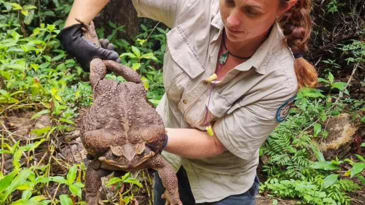 Largest Toad Discovered