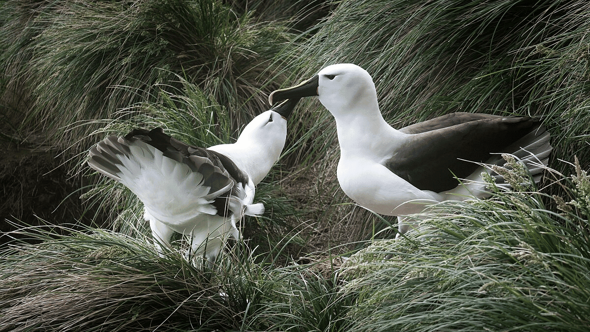Albatrosse-Paar