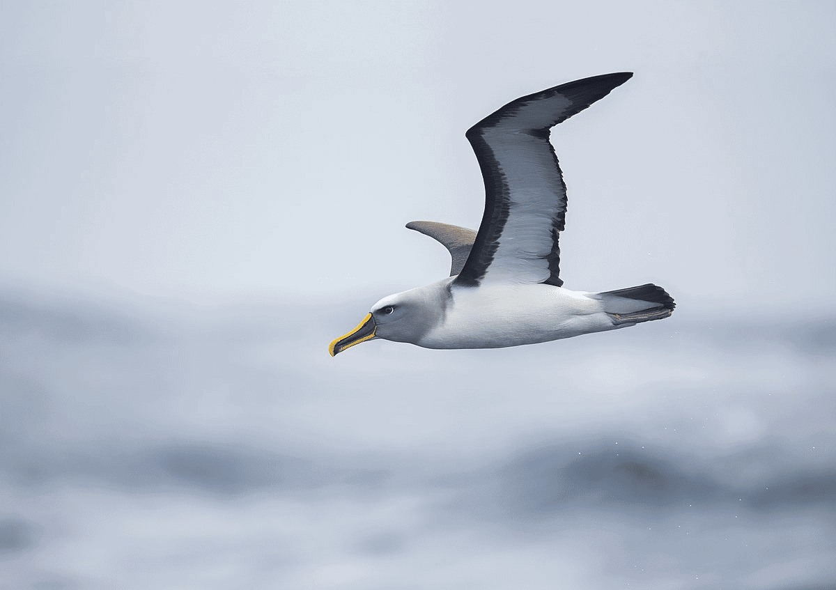 wandering albatross temperature