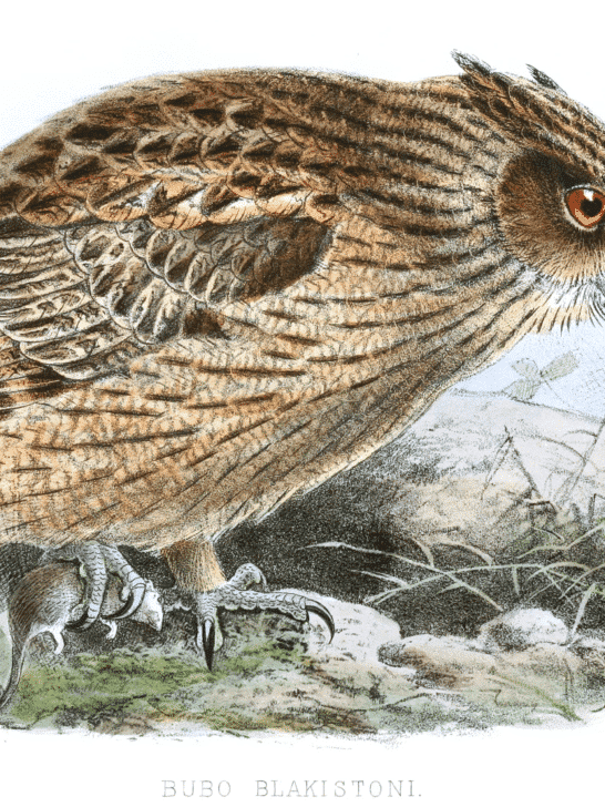 Discover The Largest Living Owl Species