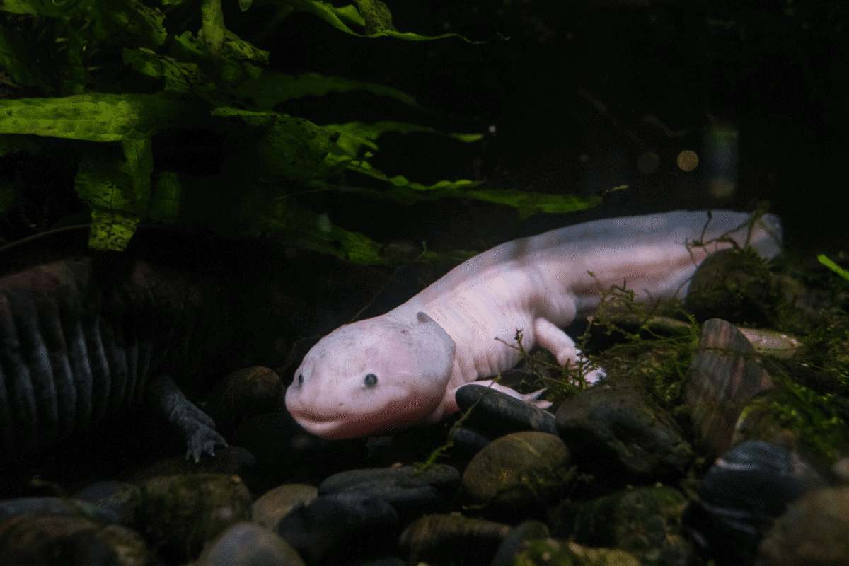 largest axolotl
