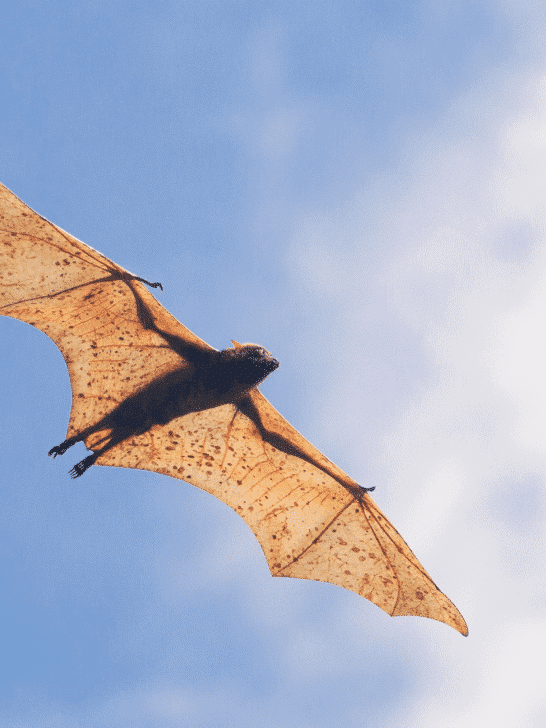 Discover The Largest Bat Species