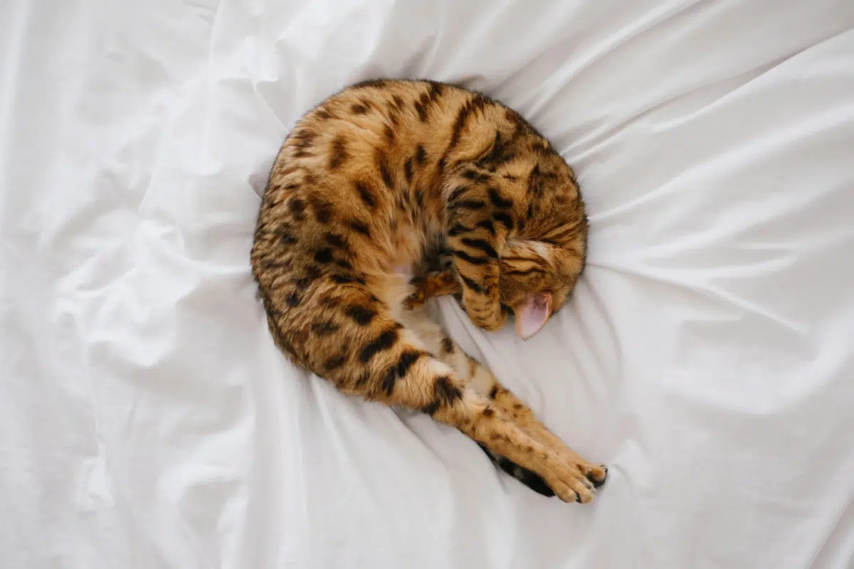 Bengal