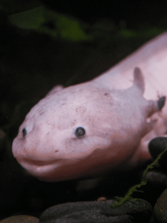 Largest Axolotl Ever Recorded