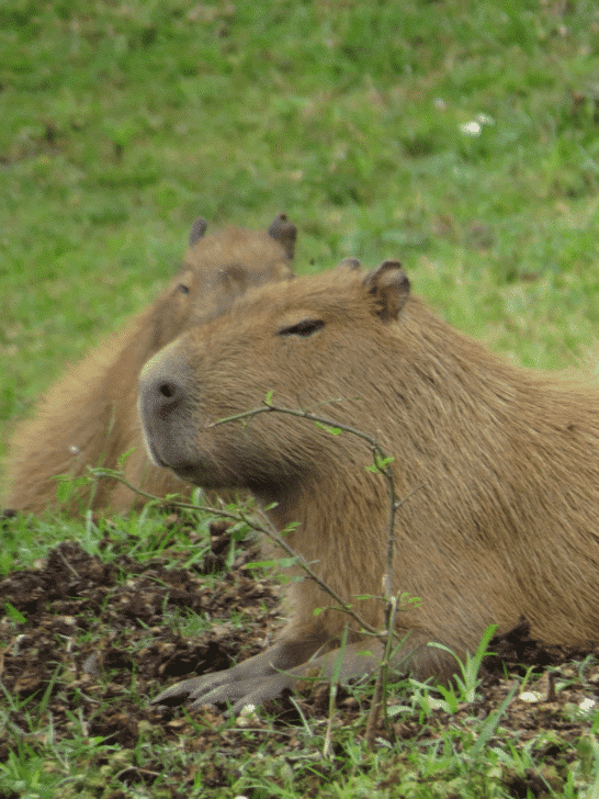 Largest Rodent In The World