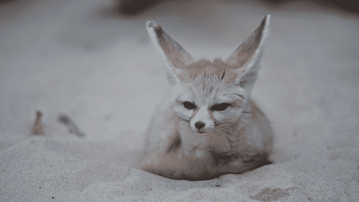 Fennec Fox