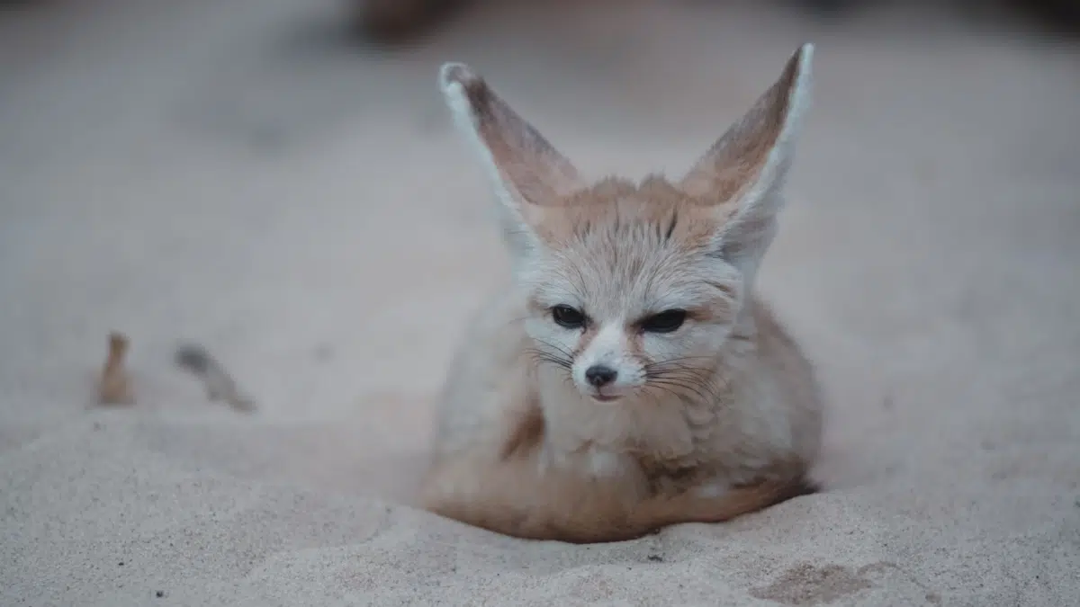 Fennec Fox