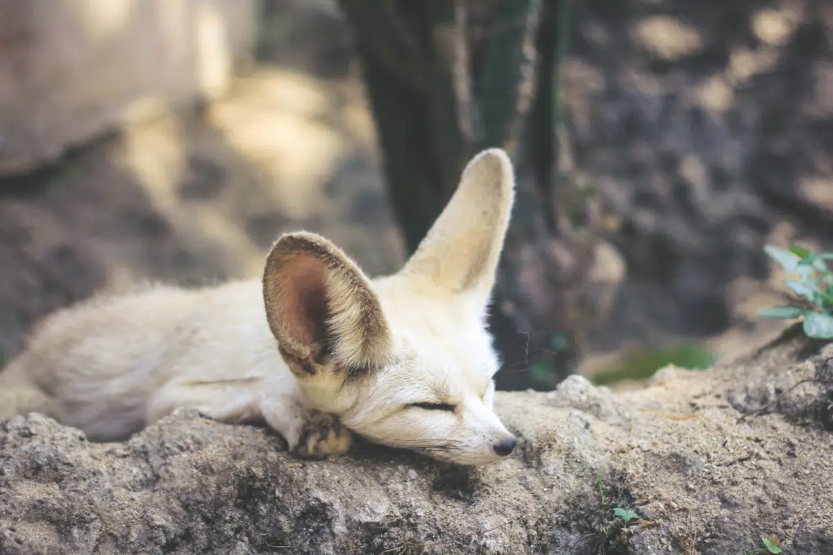 Fennec Fox