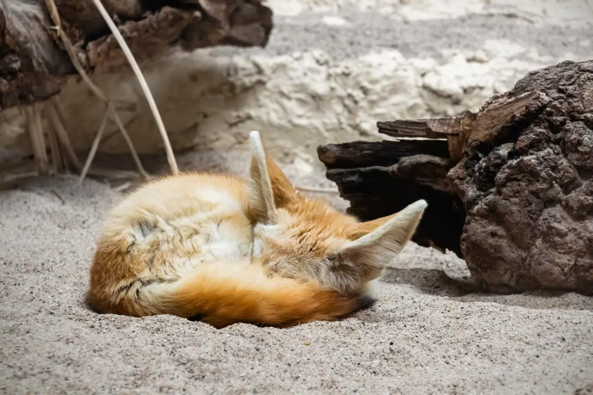 Fennec Fox