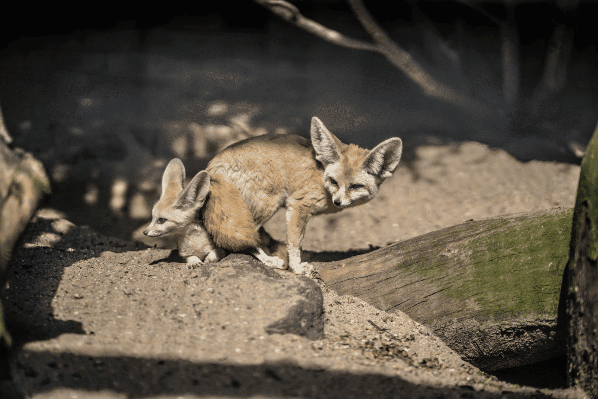 Fennec Fox