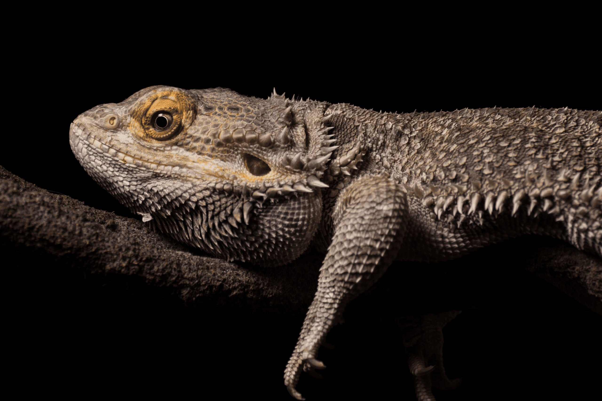 Biggest Bearded Dragon Ever? See This Giant! - snf5eqp