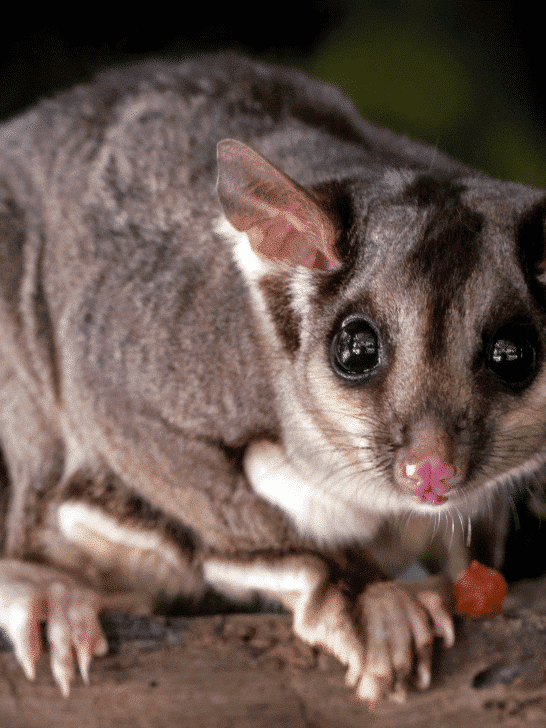 Largest Sugar Glider Ever Recorded