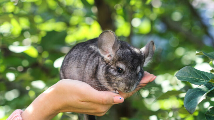 Discover The Oldest Chinchilla Ever