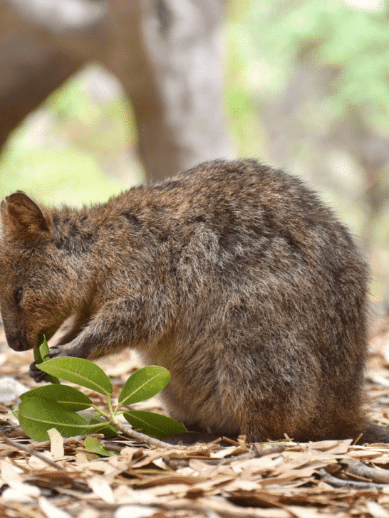Why Quokkas Toss Their Babies to Distract Predators