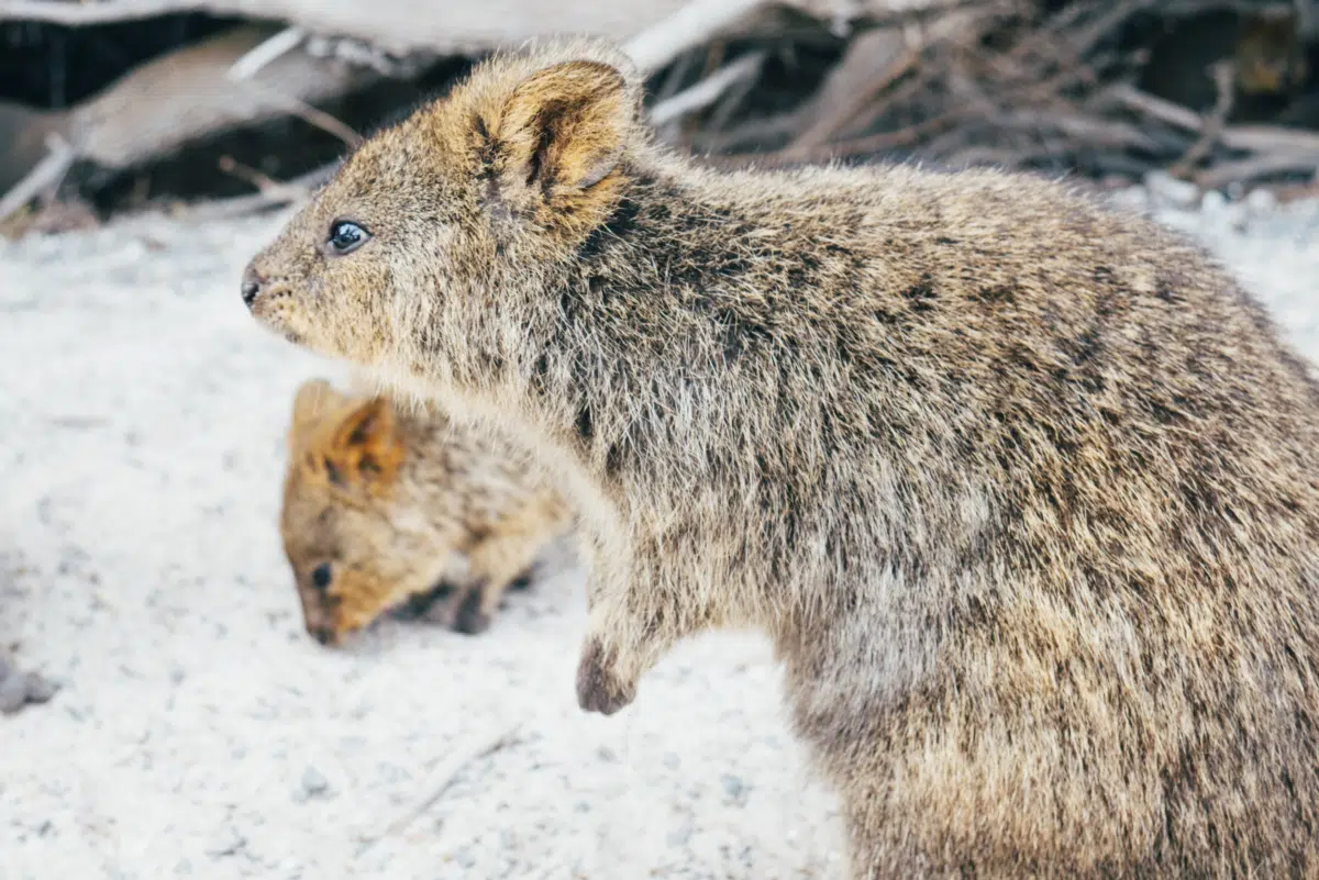 Quokka