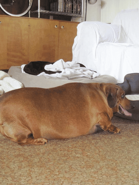 Largest Dachshund Ever Recorded