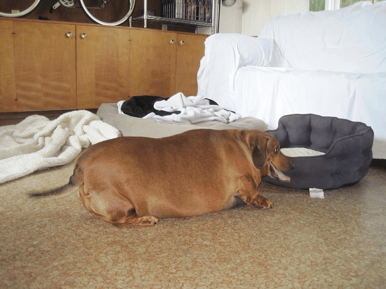 largest dachshund