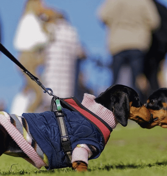 WATCH: Dachshunds Set Breed Record: Most Dogs Walking Together