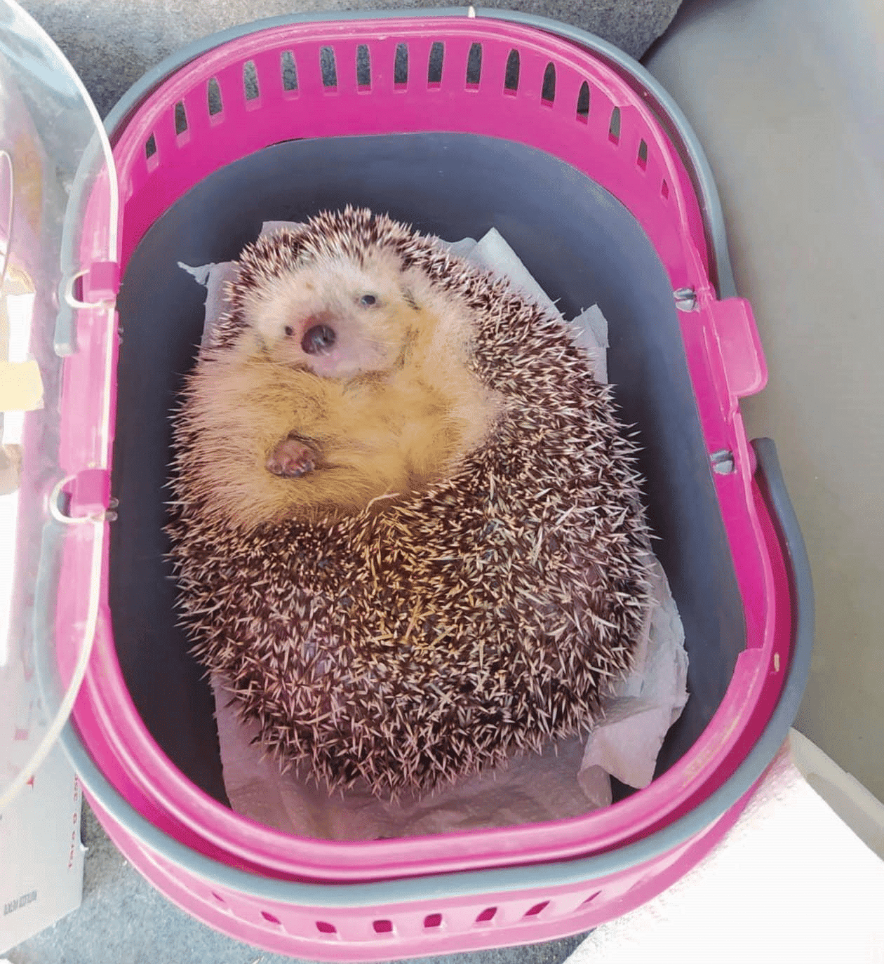 Heaviest Hedgehog