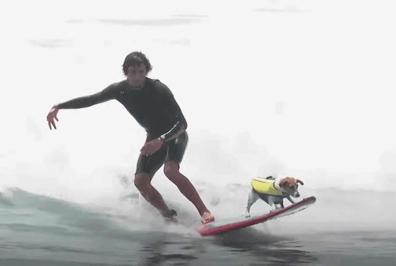 Jack Russell Surfing in Peru