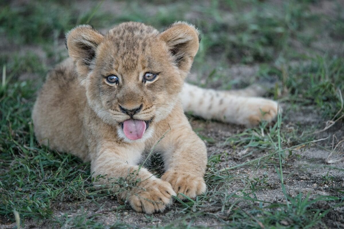 portrait of lion cub