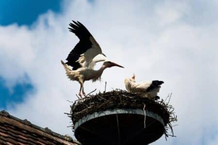 Watch: Stork Attacks Chicks In Nest