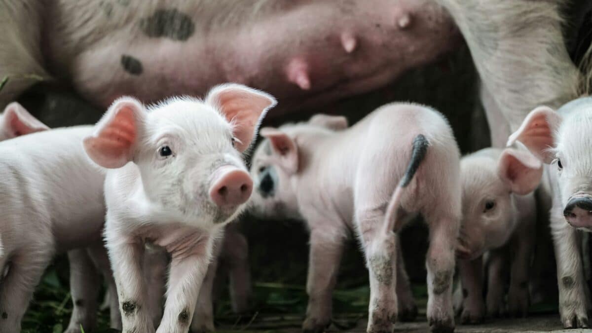 pig piglet