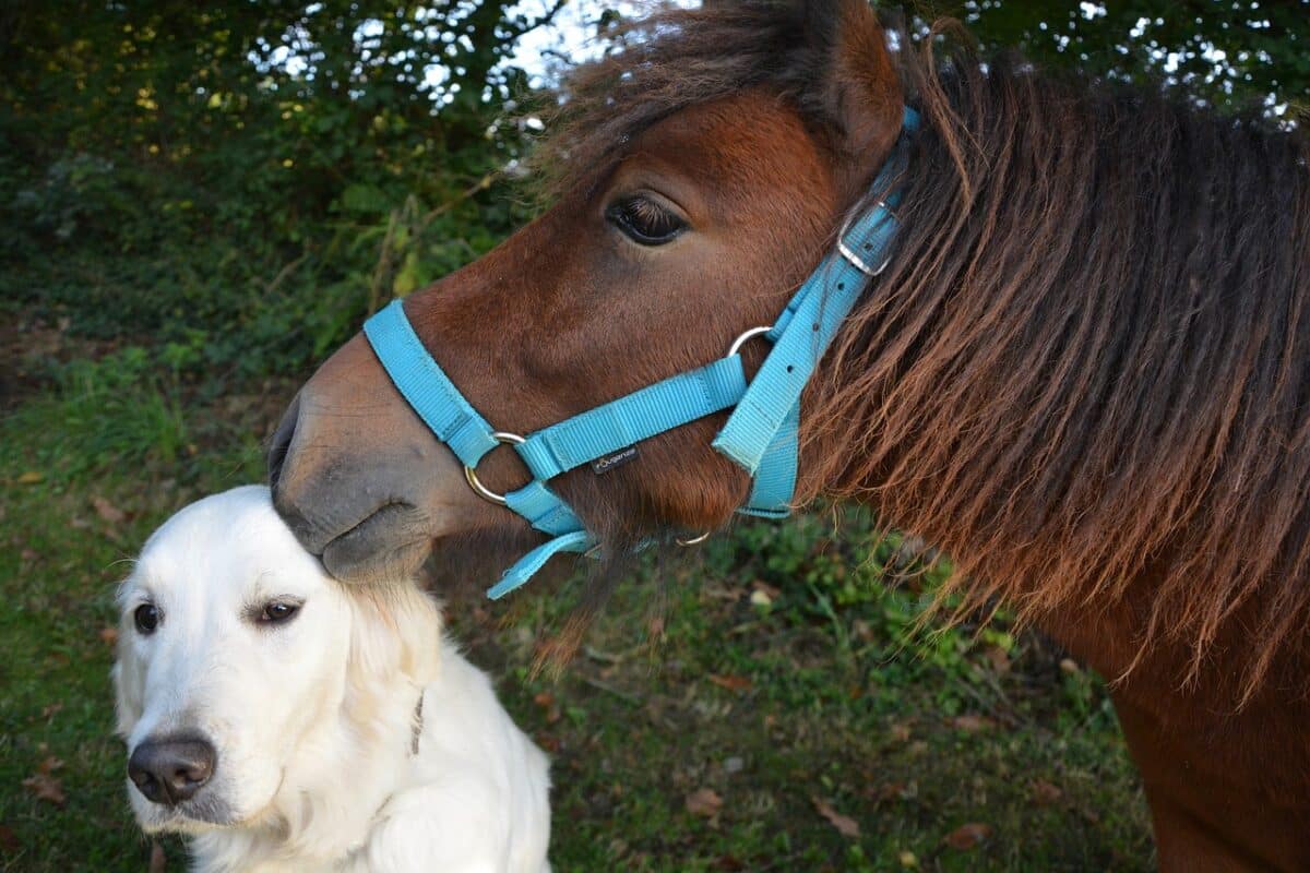 horse and corgi