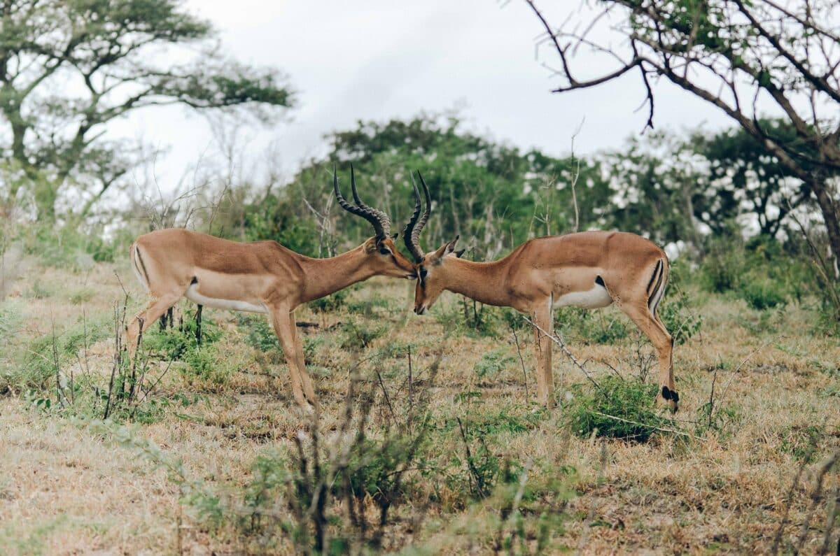 antelopes fighting